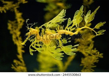 Leafy Seadragon Phycodurus eques or Glauert's seadragon marine fish underwater