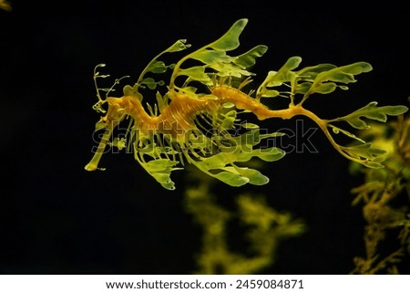 Leafy Seadragon Phycodurus eques or Glauert's seadragon marine fish underwater
