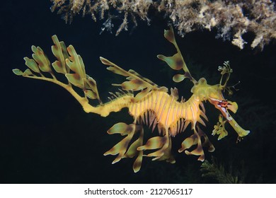 leafy seadragon, Phycodurus eques , Kangaroo island , Australia - Powered by Shutterstock