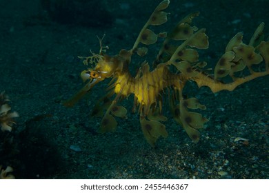 Leafy Seadragon at Rapid Bay SA - Powered by Shutterstock