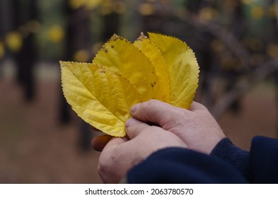 Leafy season. A man is holding a yellow fallen tree leafs in his hand. The hand with the three leaf against the brown blurred background. Autumn time. Outside. Selective focus.