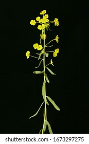 Leafy Spurge (Euphorbia Virgata). Habit