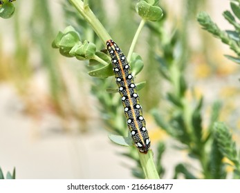 Leafy Spurge Hawkmoth. Hyles Euphorbiae.