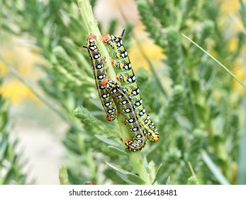 Leafy Spurge Hawkmoth. Hyles Euphorbiae.