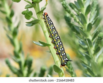 Leafy Spurge Hawkmoth. Hyles Euphorbiae.