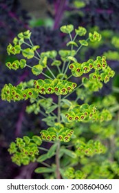 Leafy Spurge. Nature, Flora USA