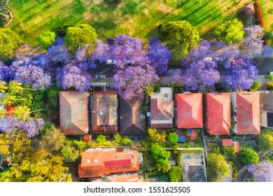 Leafy street in Kirribilli residential wealthy suburb of Sydney during spring season when Jacaranda trees are blossoming and covered by violet flowers. Aerial view over street, houses and green park. - Shutterstock ID 1551625505