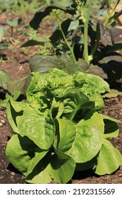 Leafy Summer Green Lettuce Plant Growing In The Sunny Garden.