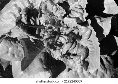 Leafy Summer Lettuce Plant Growing In The Sunny Garden In Black And White Monochrome.