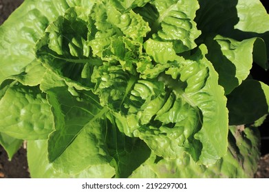 Leafy Summer Lettuce Plant Growing In The Sunny Garden.