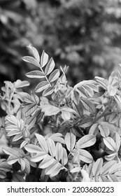 Leafy Summer Plants Growing In The Peaceful Meadow In A Black And White Monochrome.