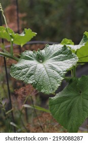 Leafy Summer Squash Vine Plants Growing In The Sunny Kitchen Garden.