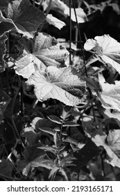 Leafy Summer Squash Vine Plants Growing In The Sunny Kitchen Garden In Black And White Monochrome.