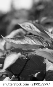 Leafy Summer Squash Vine Plants Growing In The Sunny Kitchen Garden In Black And White Monochrome.