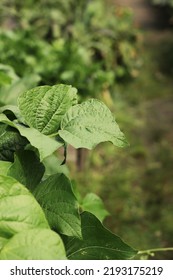 Leafy Summer Squash Vine Plants Growing In The Sunny Kitchen Garden.