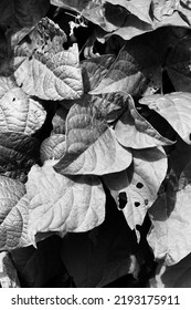 Leafy Summer Squash Vine Plants Growing In The Sunny Kitchen Garden In Black And White Monochrome.