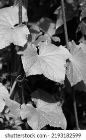 Leafy Summer Squash Vine Plants Growing In The Sunny Kitchen Garden In Black And White Monochrome.