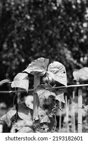 Leafy Summer Squash Vine Plants Growing In The Sunny Kitchen Garden In Black And White Monochrome.