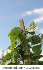 Leafy Summer Squash Vine Plants Growing In The Sunny Kitchen Garden.