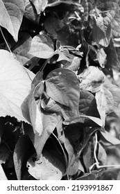 Leafy Summer Squash Vine Plants Growing In The Sunny Kitchen Garden In Black And White Monochrome.