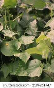 Leafy Summer Squash Vine Plants Growing In The Sunny Kitchen Garden.