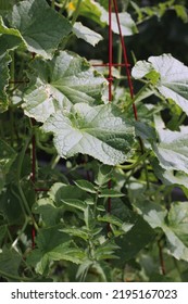 Leafy Summer Squash Vine Plants Growing In The Sunny Kitchen Garden.