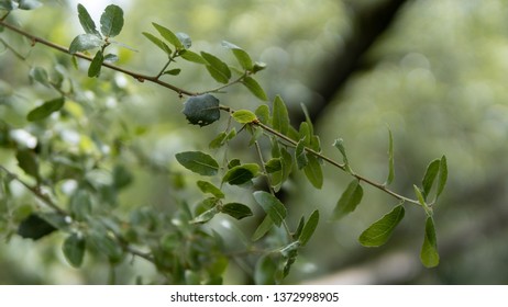 Leafy tree branch 