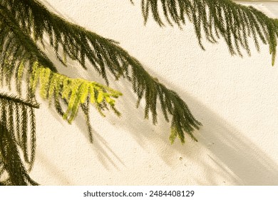 A leafy tree branch casts a shadow on a white wall. The shadow is long and thin, stretching across the wall. The tree branch is full of leaves, and the leaves are green and vibrant
