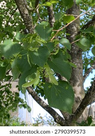 A leafy tree branch with clusters of small green buds and heart-shaped leaves, backlit by sunlight against a bright sky. A mature linden tree displays a dense canopy of broadleaf foliage, with heart shaped leaves arranged along slender branch structures. Textured trunk sections with detailed bark provide contrast against fresh green growth, while fine veins appear clearly across each surface. Clusters of buds, seeds, and delicate samaras hang beneath leafy layers, indicating active summer development. Sunlight filters through the canopy, creating patterns of natural light against a blue sky backdrop. The outdoor scene captures a botanical setting within a woodland or garden environment, demonstrating ecology, structure, and detailed plant texture.