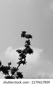 Leafy Tree Branch Growing Against The Summer Sky In Black And White.