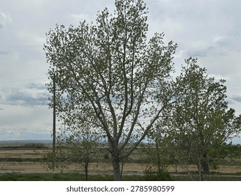 Leafy tree branches against cloudy sky showing natural outdoor environment and seasonal foliage detail