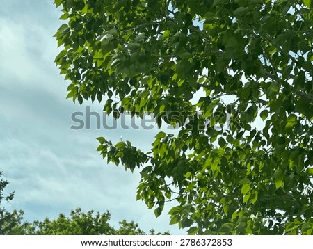 Leafy tree branches reaching into open sky within natural outdoor environment