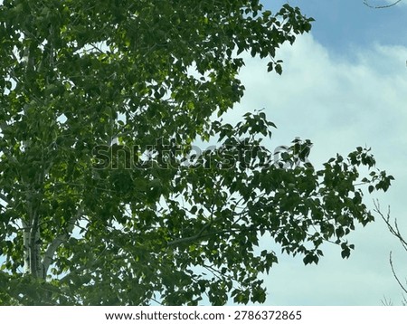 Leafy tree branches reaching into open sky within natural outdoor environment