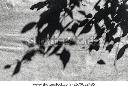 A leafy tree casts a shadow on a grey surface. The shadow is dark and elongated, stretching across the entire image. The contrast between the light and dark areas creates a sense of depth