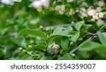 A leafy tree with green leaves and small green fruits. The tree is surrounded by other trees, and the leaves are spread out in various directions