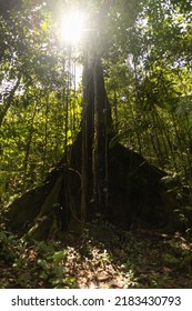 Leafy Tree Surrounded By Plants, Branches And Fresh Leaves In A Tropical Forest In The Day, Natural Scene