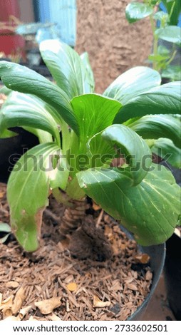 A leafy vegetable grows vigorously in a pot, with some leaves showing natural wear and tear.
