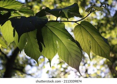 Leafy Vine Backlit By Rising Sun