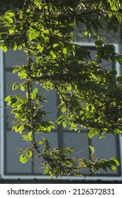 A Leafy Vine Growing On An Iron Mesh