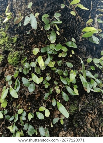 leafy vine on a mossy punga tree.