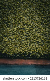 A Leafy Wall And Its Sidewalk