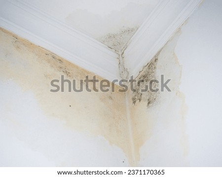 Leak on white ceiling. Mold on the ceiling.The sewer pipes are faulty. Concept of leaking pipes in a house. The neighbors have a faulty toilet. Public housing problem. Corner of the room in mold