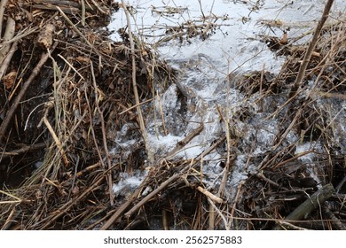 Leaks in the dammed Beaver dam