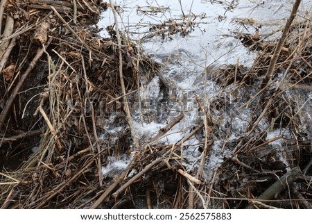 Leaks in the dammed Beaver dam