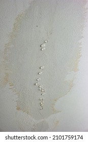 Leaky Roof Dampness In Bedroom Ceiling Walls. Water Droplets Forming And Dripping From Damp Ceiling From Rain Water Flooding. Close Shot, No People.