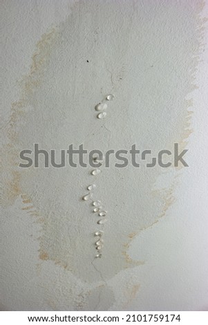 Leaky roof dampness in bedroom ceiling walls. Water droplets forming and dripping from damp ceiling from rain water flooding. Close shot, no people.