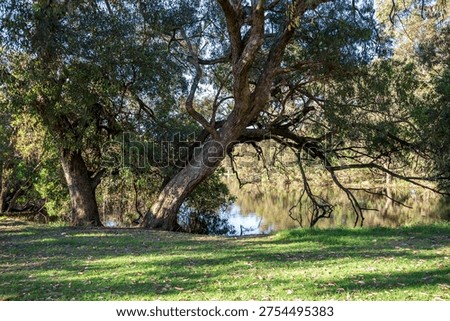 Leaning eucalypt tree over calm small pond in Neil McDougall Park, Como suburb, Perth, Australia, 25 November 2021