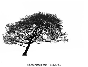 Leaning hawthorn tree, in silhouette, caused by wind, set against a white background. In monochrome.