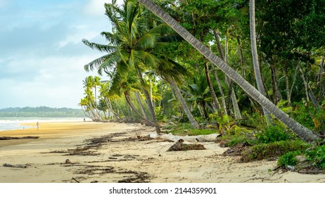 Leaning palms in Mission Beach, Queensland, Australia