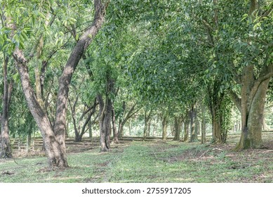 Leaning stems guide vision through cool verdant interior space. Dense vegetation builds immersive atmosphere across quiet forest lawn. Woodland perspective reveals layered trunks beneath filtered sunshine. Tropical reserve scene offering natural calm and textured greenery